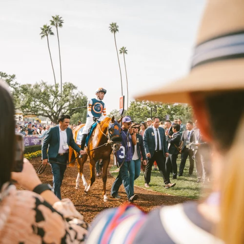 Horse and jockey being paraded throughout the paddock at the Breeder's Cup.