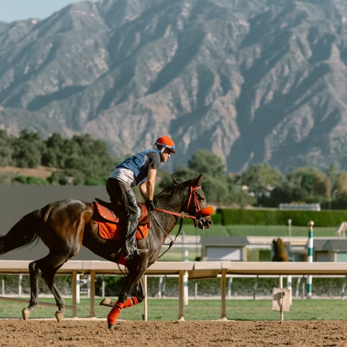 Horse and jockey racing at the Breeder's Cup during sports action photography.